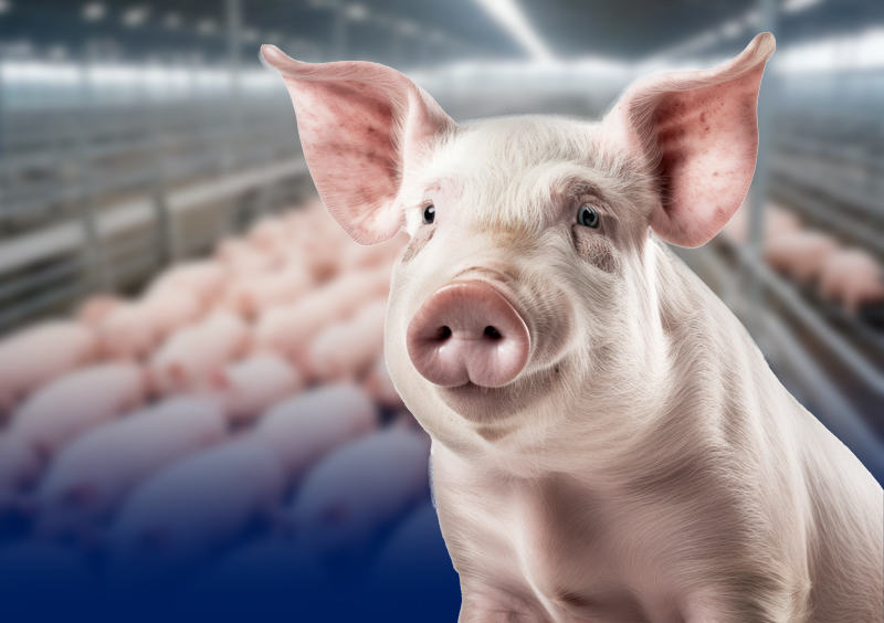 porcicultura
